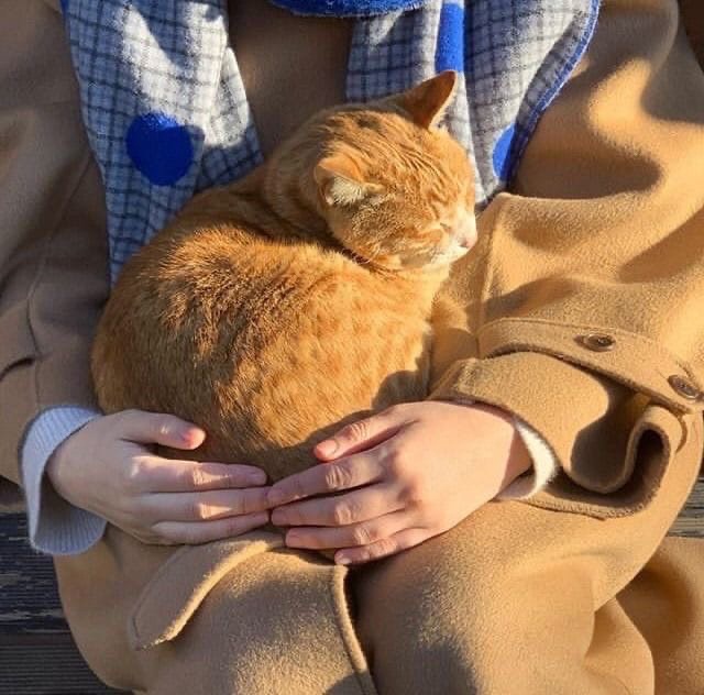 cats